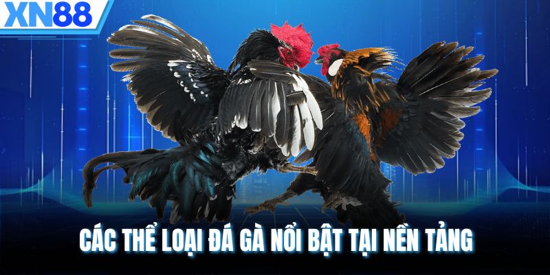 Các thể loại đá gà nổi bật tại nền tảng