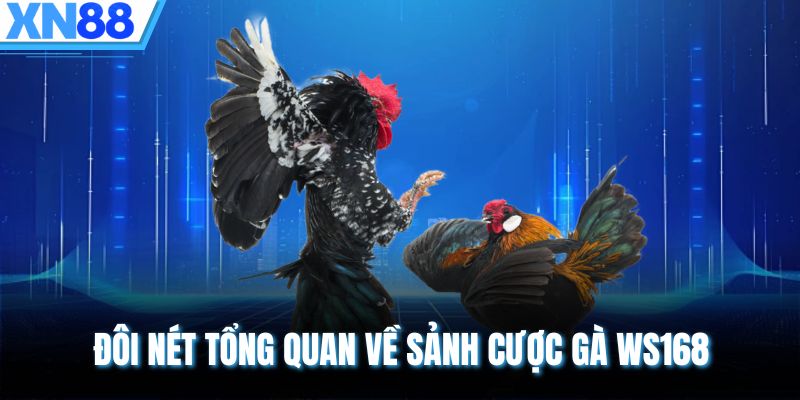 Đôi nét tổng quan về sảnh cược gà WS168