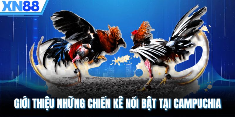 Giới thiệu những chiến kê nổi bật tại Campuchia