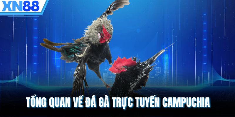 Tổng quan về đá gà trực tuyến Campuchia
