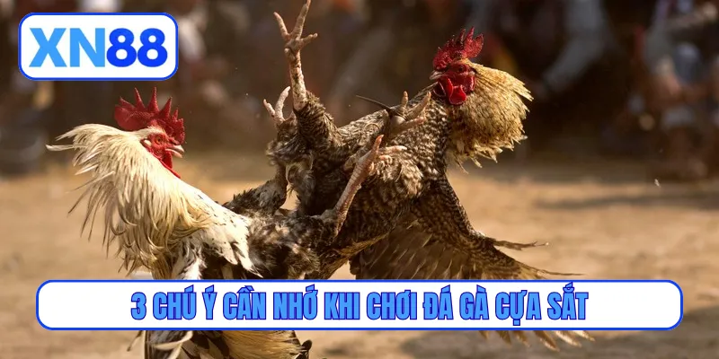 3 chú ý cần nhớ khi chơi đá gà cựa sắt