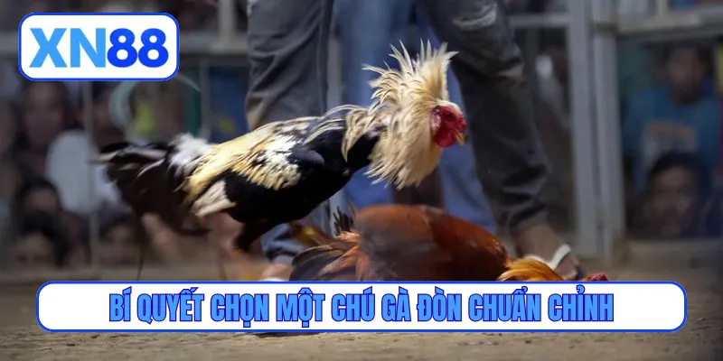 Bí quyết chọn một chú gà đòn chuẩn chỉnh