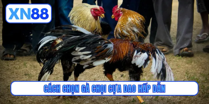 Cách chọn gà chọi cựa dao hấp dẫn
