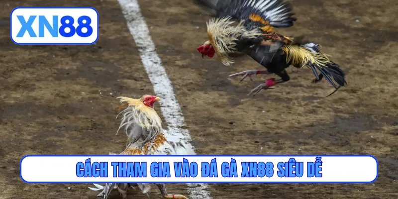 Cách tham gia vào đá gà XN88 siêu dễ
