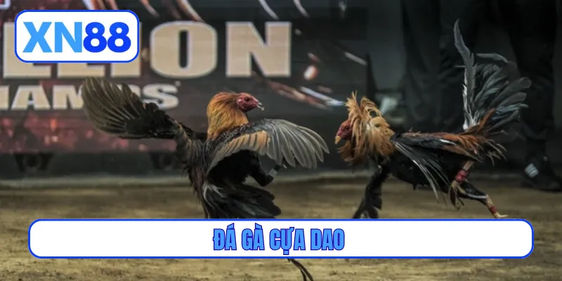 đá gà cựa dao
