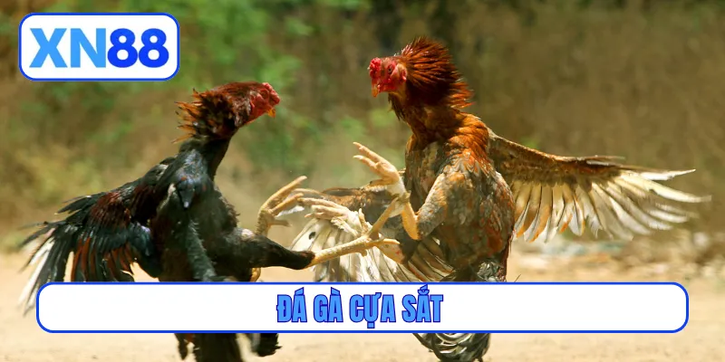 đá gà cựa sắt
