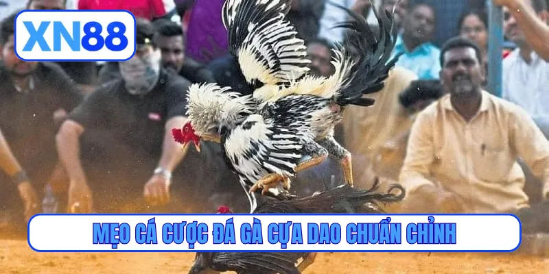 Mẹo cá cược đá gà cựa dao chuẩn chỉnh