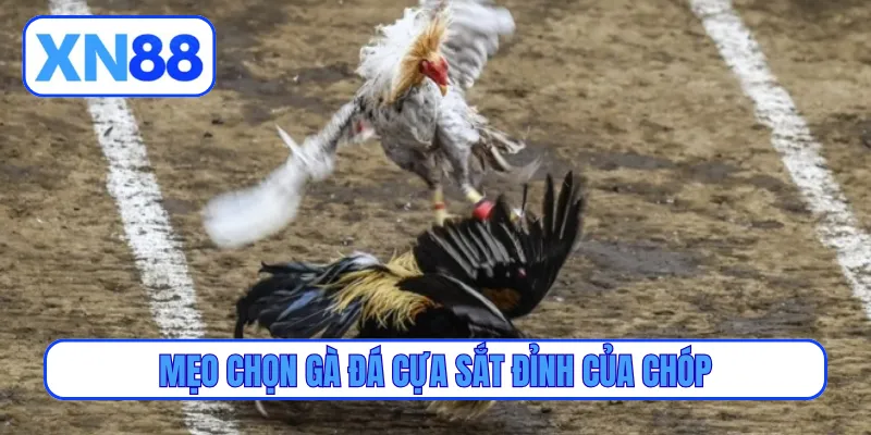 Mẹo chọn gà đá cựa sắt đỉnh của chóp