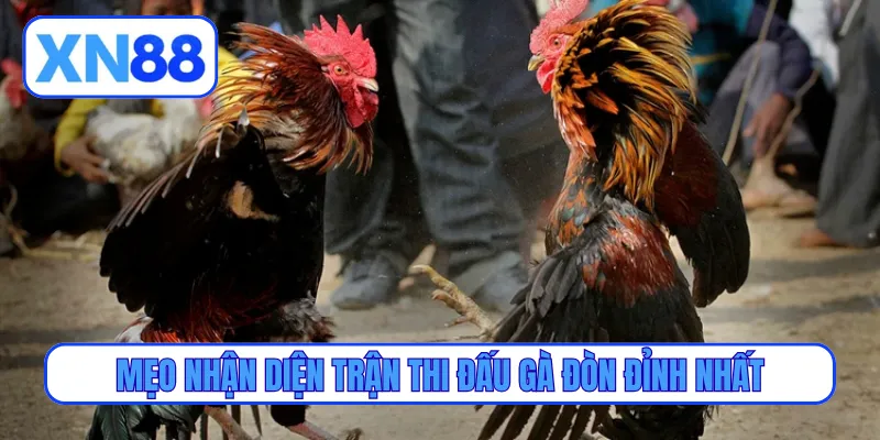 Mẹo nhận diện trận thi đấu gà đòn đỉnh nhất