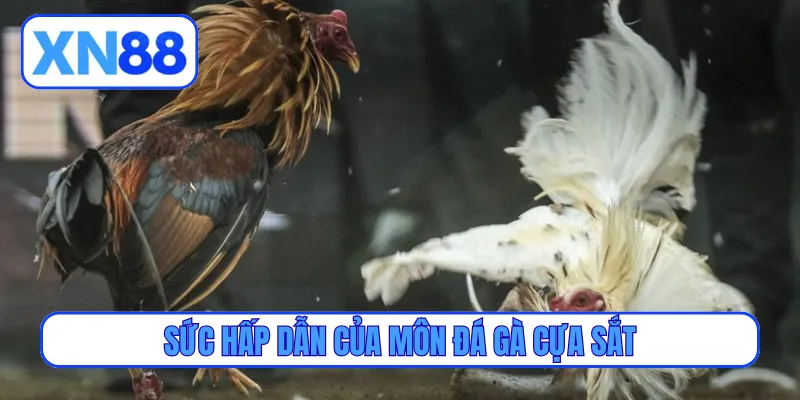 Sức hấp dẫn của môn đá gà cựa sắt