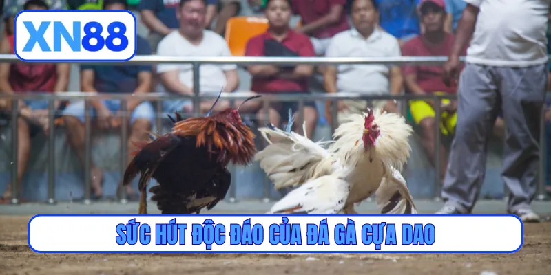 Sức hút độc đáo của đá gà cựa dao